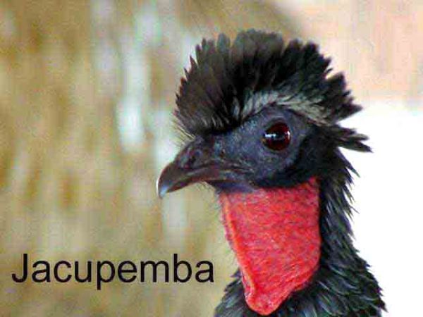JACU PEMBA